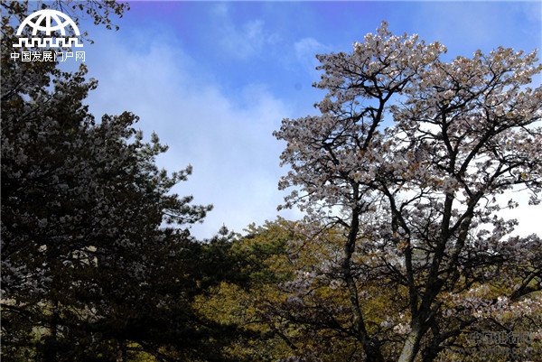黄山春色无限美 荣登全国踏青热度TOP100榜首 黄山春色无限美 荣登全国踏青热度TOP100榜首