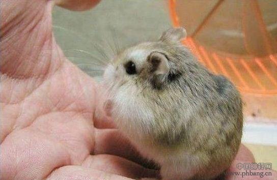 地球上最可爱的十种动物排名