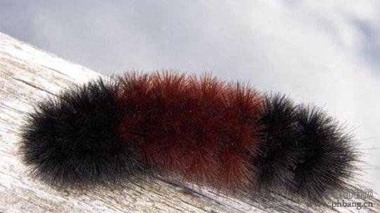 地球上最可爱的十种动物排名