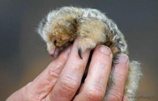 地球上最可爱的十种动物排名