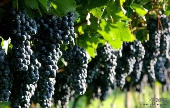 世界公认的十大健康水果