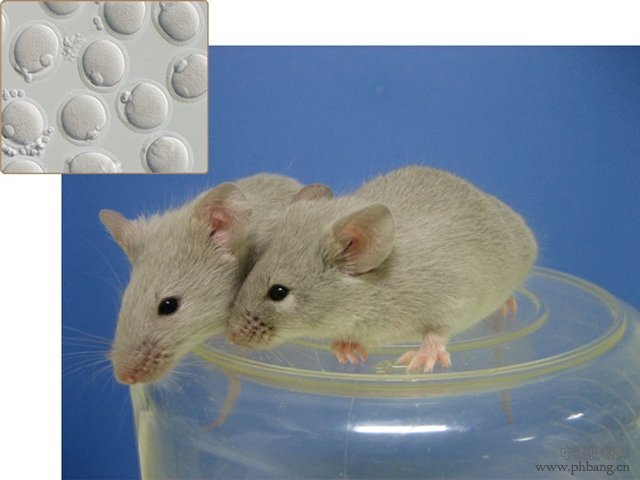 2012年世界十大科技进展新闻排行(2)