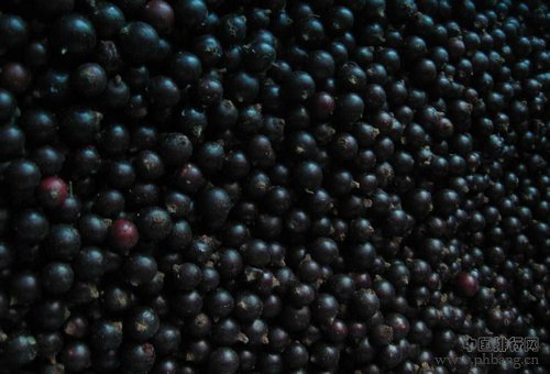 小编推荐 越黑越营养的10大食物