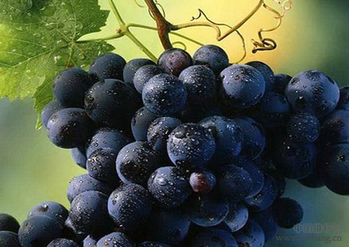 小编推荐 越黑越营养的10大食物