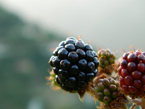 小编推荐 越黑越营养的10大食物