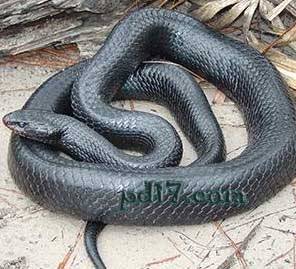 常见的十大无毒的蛇分别有哪些