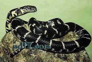 常见的十大无毒的蛇分别有哪些