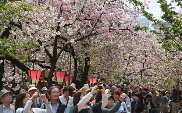 日本十大不可错过的赏樱名所