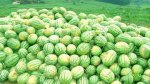 冲菜