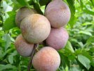 三角鲂