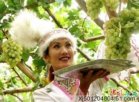 阿扎克葡萄
